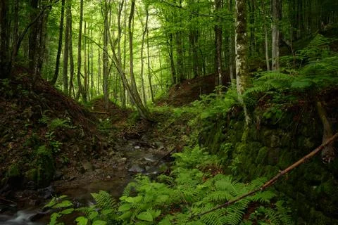 Hidden in the forest mountain stream Stock Photos
