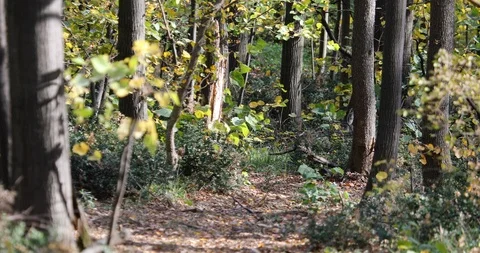 Hidden forest path Видео 119677547