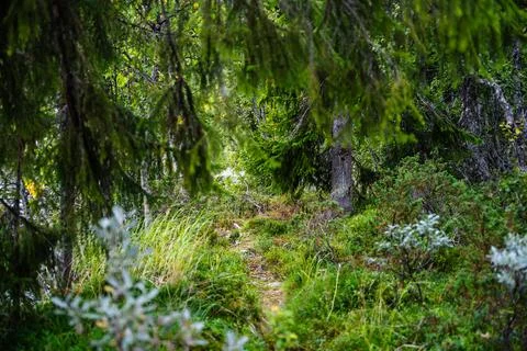 Hidden Forest Path: A Trail Through a Green and Lush Woods Stock Photos
