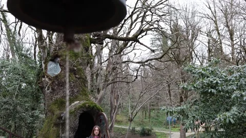 Hidden forest shrine inside ancient hollow tree spiritual calm Stock Footage 331200868