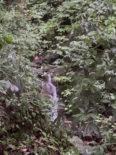 Hidden Forest Stream Waterfall 库存影片 341629712