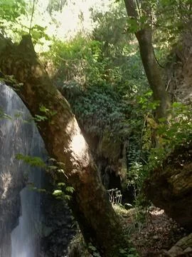 Hidden Forest Trail with Ancient Trees, Rocks and Natural Waterfall Stockfoto's