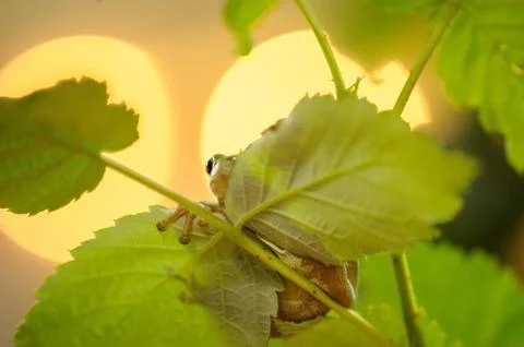 Hidden frog with backlights 库存照片