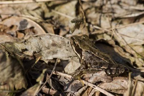 The hidden frog Stock Photos