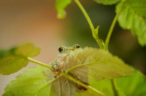 Hidden frog on stem of raspberry 스톡 사진