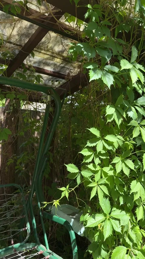Hidden Garden Swing Under Lush Green Vine Pergola in Summer Backyard Stock Footage 336975710