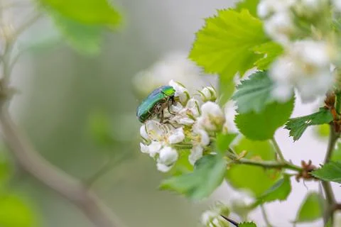 Hidden gem emerald beetle on bloom tucked among fresh leaves, bright iridesce Stock Photos