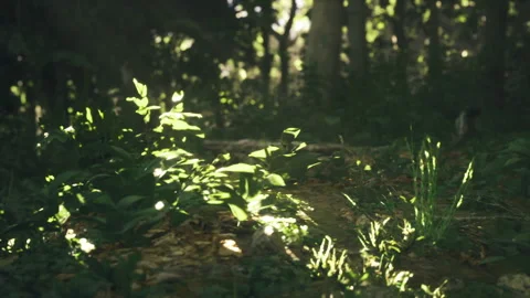 Hidden glade illuminated by sunlight with mysterious surroundings Stock Footage 338341471