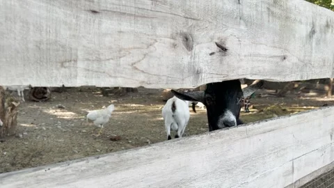 Hidden Goat Behind Rustic Fence, Farm Animals Observing World, Wooden Fence with Stock Footage 316178654
