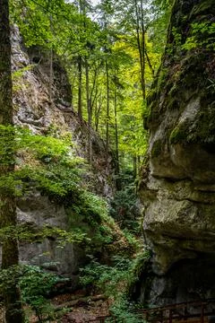 Hidden gorge in lush forest Stock Photos