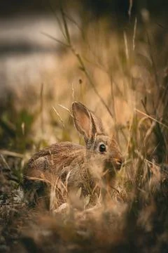 Hidden in the Grass Stock Photos