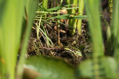 Hidden green frog Stock Photos