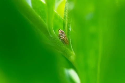 Hidden green Leafhopper Foto stock