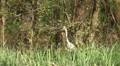 Hidden Grey Heron flying away HD Footage