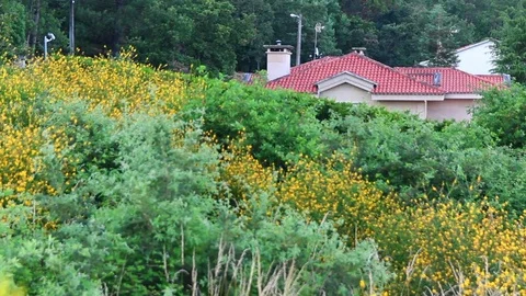 Hidden House and Nature Stock Footage 78766953