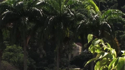 Hidden house back the trees Stock Footage 315791534