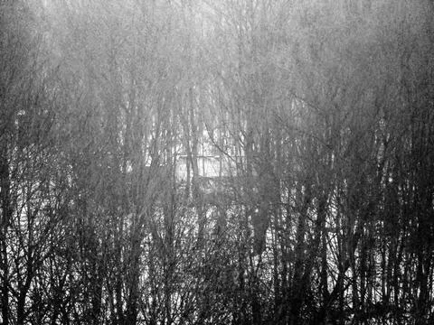 Hidden house behind bare trees Photos