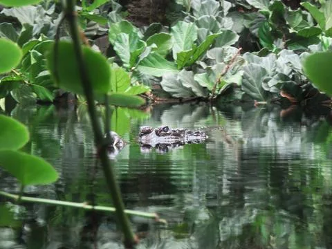 Hidden Hunter Stock Photos