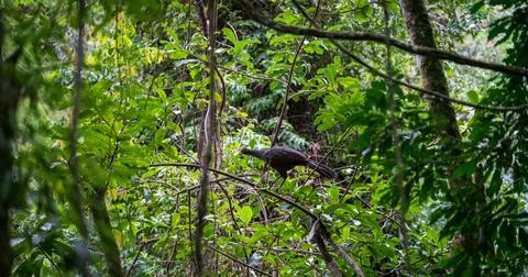 Hidden Jakun Bird Observing in the Dense Green Forest Stock Photos