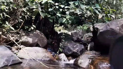 Hidden Jungle Stream Flowing Through Large Rocks and Green Foliage 4K Видео 343082116