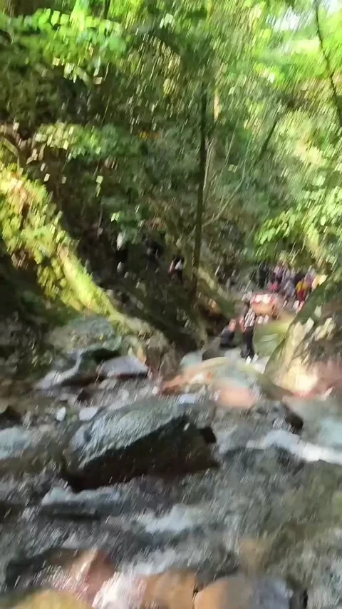 Hidden Jungle Waterfall and Stream Discovery 库存影片 341629998