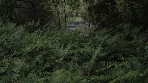 The hidden lake Vídeos de archivo 132748113