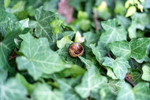 Hidden Life: A Caterpillar Coiled Inside a Snail Shell on Ivy Stock Photos