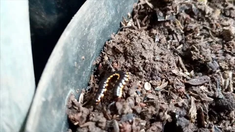 The Hidden Life Inside Flower Pots 6 Video stock 288560842