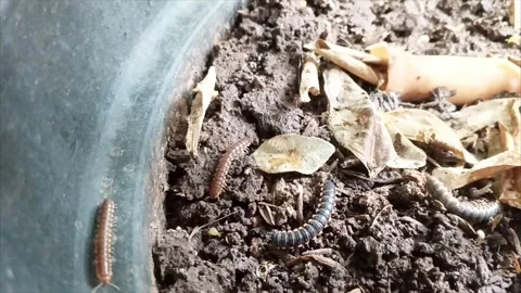 The Hidden Life Inside Flower Pots 5 Video stock 288560854