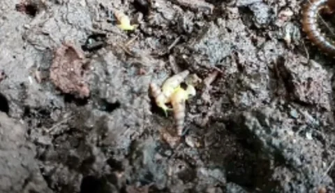 The Hidden Life Inside Flower Pots 4 Video stock 288560856