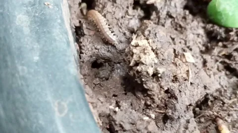 The Hidden Life Inside Flower Pots 3 Video stock 288560861
