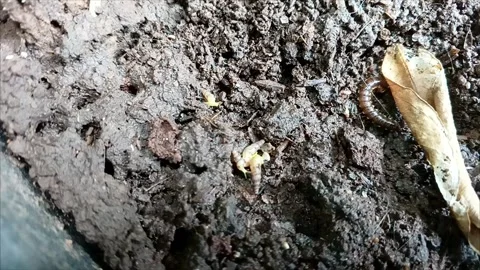 The Hidden Life Inside Flower Pots 2 Video stock 288560864