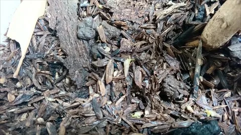 The Hidden Life Inside Flower Pots 1 Video stock 288560866