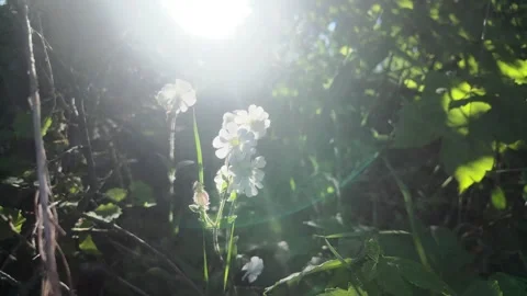 Hidden in Light – Bitterroot in the Niche Stock Footage 310550745