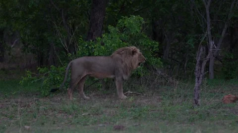 Hidden lion in grass, Moremi, Botswana in Africa. Africa lion landscape. Africa  Stock Footage 324031155