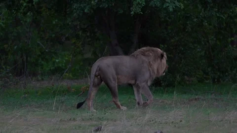Hidden lion in grass, Moremi, Botswana in Africa. Africa lion landscape. Africa  Stock Footage 324031312