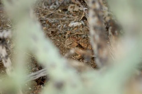Hidden Lizards Stock Photos