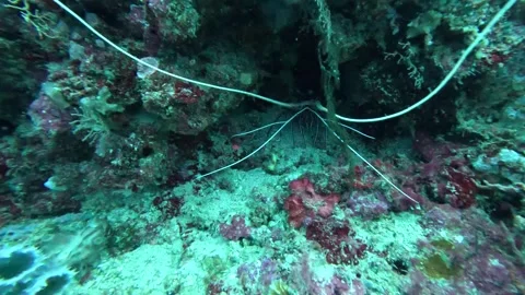 Hidden lobster Stock Footage 286376854