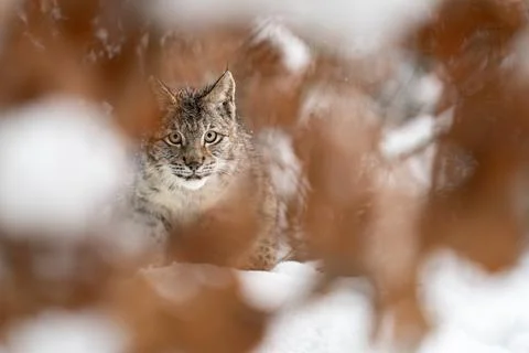 Hidden lynx between tree leafs in the winter. Predator in the snow and leaves. 스톡 사진
