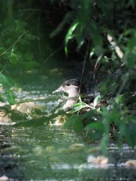 Hidden Mandarin Duck Stock Photos