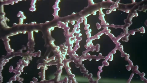 Hidden Marvel a Tiny Pygmy Seahorse Perfectly Blends in Muricella Coral Stock Footage 337495711