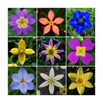 Hidden Mathematical Geometry in Flowers Stock Photos
