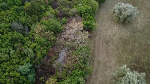 Hidden mountain stream with white water beside meadow and olive tree landscape 動画素材 344096423