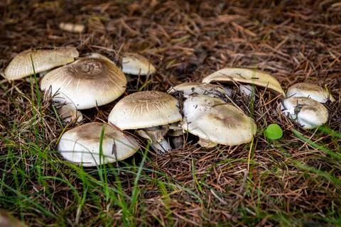 Hidden mushrooms under the pine tree spikes Stock Photos