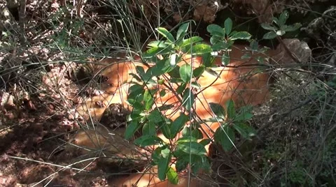 Hidden natural pool Stock Footage 11031899