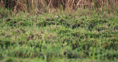 Hidden Northern Lapwing Revealed in Back View Stock Footage 254852073