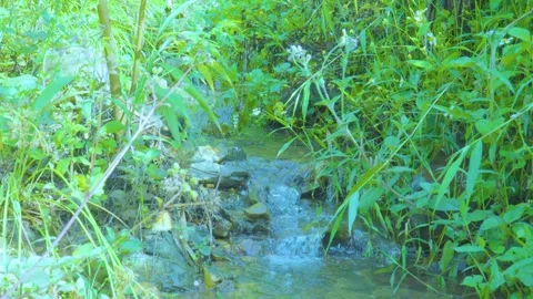 Hidden Oasis: A Gentle Stream Flowing Through Lush Greenery Stock Footage 285699293
