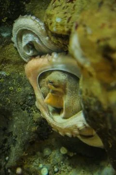 Hidden octopus Stock Photos