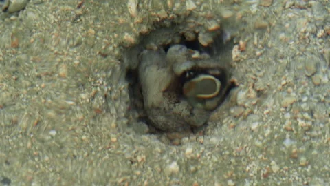 Hidden Octopus Resting Inside Rocky Tide Pool Burrow 動画素材 338314099