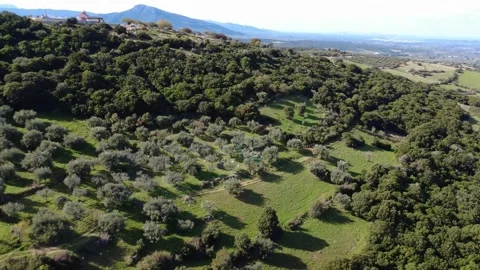 Hidden olive grove on mountain slope within dense forest Stock Footage 343997730